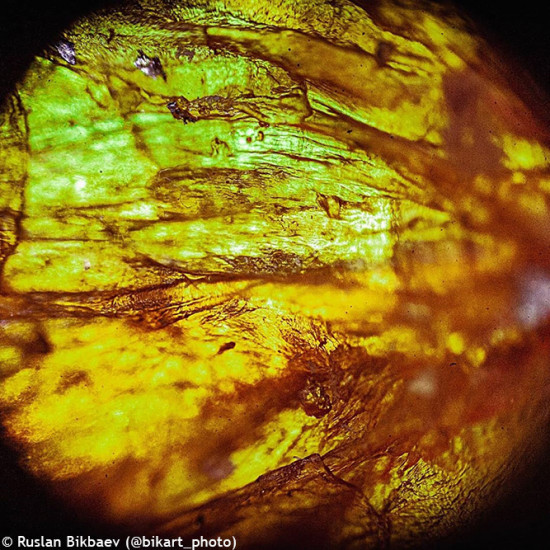 Микроскоп Levenhuk Rainbow 50L PLUS Orange (Портокал)